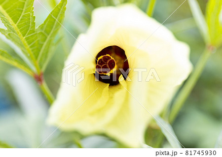 オクラの花 オクラの花 81745930