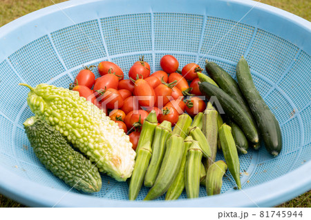 夏野菜 きゅうり トマト ゴーヤ オクラの写真素材 [81745944] - PIXTA