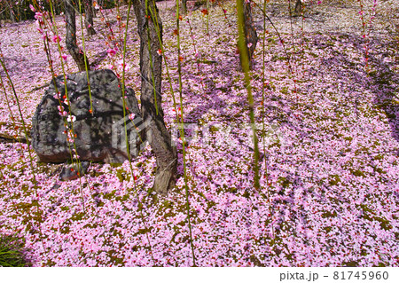 日本の春景色、ピンク色の梅の花が散って敷き詰められた梅林 日本の春景色、ピンク色の梅の花が散って敷き詰められた梅林 81745960