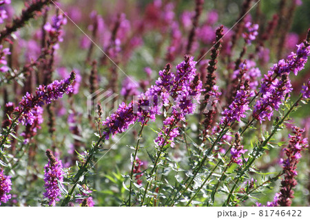 ミソハギ・桧原湖（福島県・北塩原村） 81746422