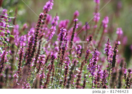 ミソハギ・桧原湖(福島県・北塩原村) ミソハギ・桧原湖(福島県・北塩原村) 81746423