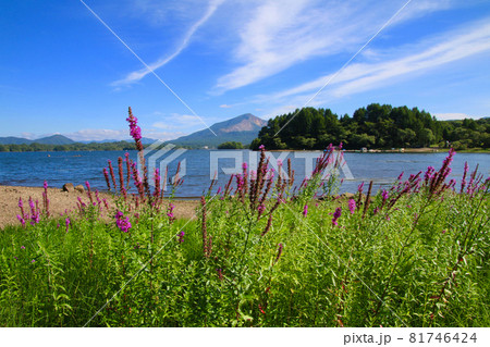 ミソハギ・桧原湖（福島県・北塩原村） 81746424