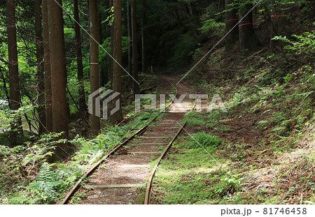 京都大学農学部演習林の軌道 81746458