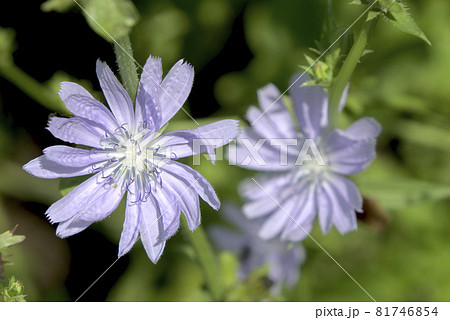 薄青いチコリの花の写真素材