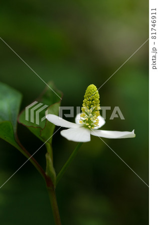 日陰のドクダミ 日陰のドクダミ 81746911