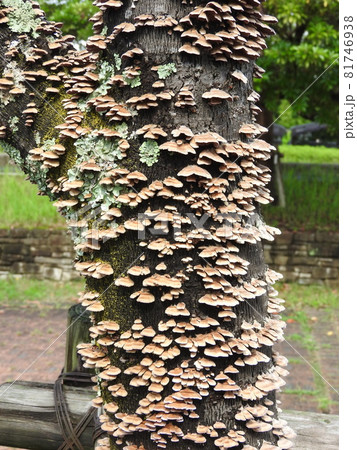 広葉樹の枯れ木に群生する「ハカワラタケ」 81746938