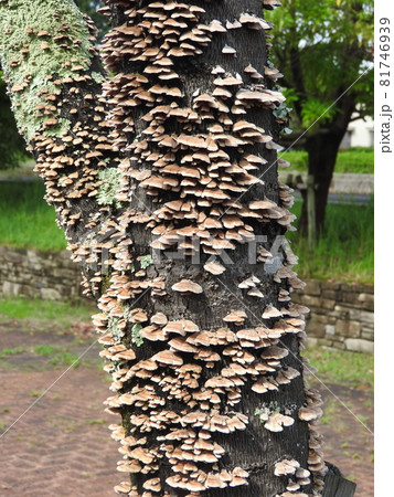 広葉樹の枯れ木に群生する「ハカワラタケ」 81746939