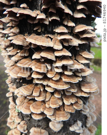 広葉樹の枯れ木に群生する「ハカワラタケ」 81746940
