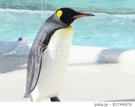コウテイペンギン コウテイペンギン 81746979