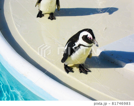 マゼランペンギン マゼランペンギン 81746983