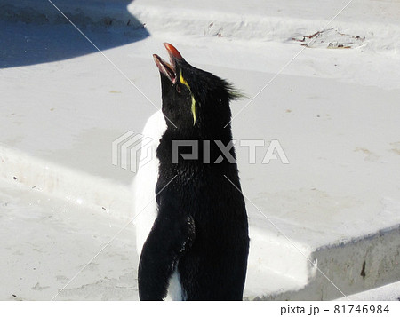 イワトビペンギン イワトビペンギン 81746984
