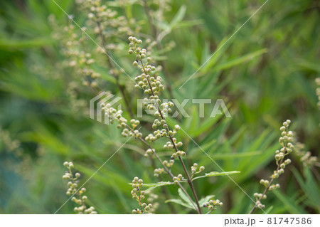 セイヨウニンジンボクの果実 Vitex Agnus Castus 別名 イタリアニンジンボクの写真素材