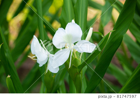 ヘディキウム コロナリウム 学名 Hedychium Coronarium 別名 ハナシュクシャ の写真素材