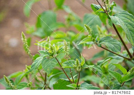ヒナタイノコヅチ 学名:Achyranthes fauriei 生薬名:ゴシツ(牛膝)、秋、東京 ヒナタイノコヅチ 学名:Achyranthes fauriei 生薬名:ゴシツ(牛膝)、秋、東京 81747602