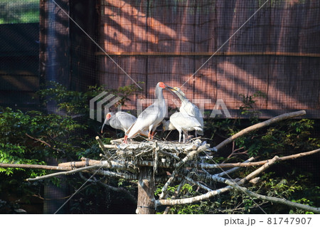 新潟　佐渡　トキの親子 81747907