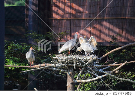 新潟 佐渡 トキの親子 新潟 佐渡 トキの親子 81747909