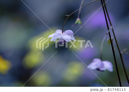 咲くやこの花館のレンゲショウマ 81748113