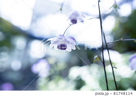 咲くやこの花館のレンゲショウマ 81748114