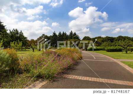 とちぎわんぱく公園の遊歩道 とちぎわんぱく公園の遊歩道 81748167