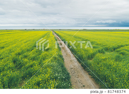 Aerial drone view of cole flower filed in China 81748374