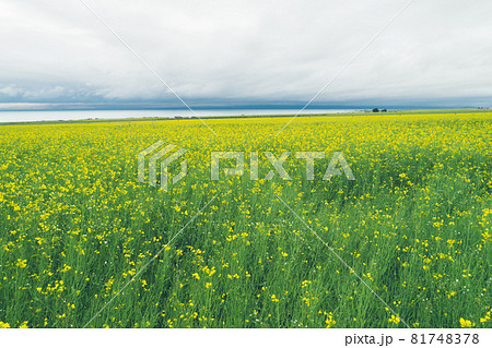 Aerial drone view of cole flower filed in China 81748378