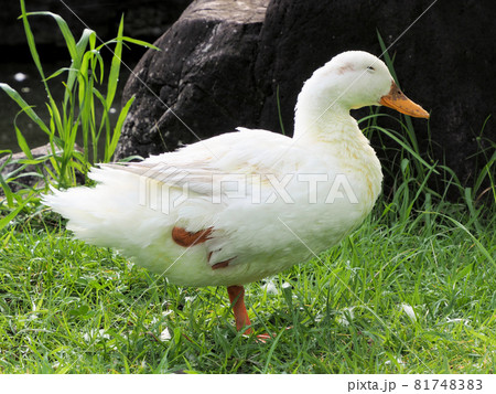 錦・くらんど公園の錦池にいたカモの仲良し5人（羽）組　熊本県球磨郡錦町一武 81748383