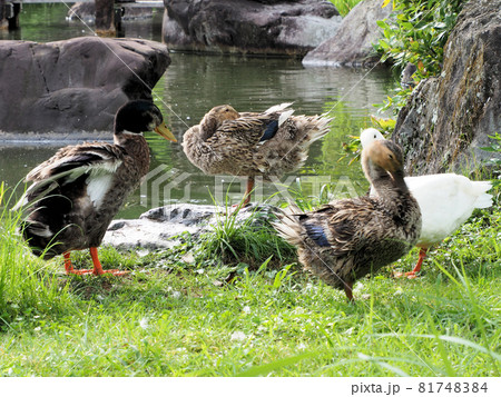 錦・くらんど公園の錦池にいたカモの仲良し5人（羽）組　熊本県球磨郡錦町一武 81748384