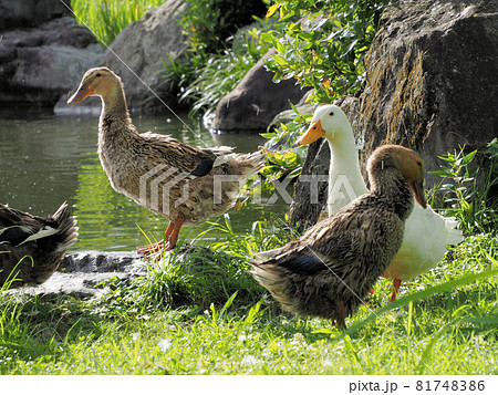 錦・くらんど公園の錦池にいたカモの仲良し5人（羽）組　熊本県球磨郡錦町一武 81748386