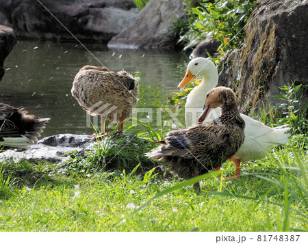 錦・くらんど公園の錦池にいたカモの仲良し5人（羽）組　熊本県球磨郡錦町一武 81748387