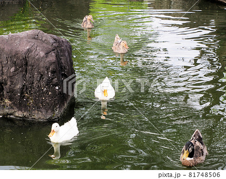 錦・くらんど公園の錦池をスイスイ泳ぐカモの仲良し5人（羽）組　熊本県球磨郡錦町一武 81748506