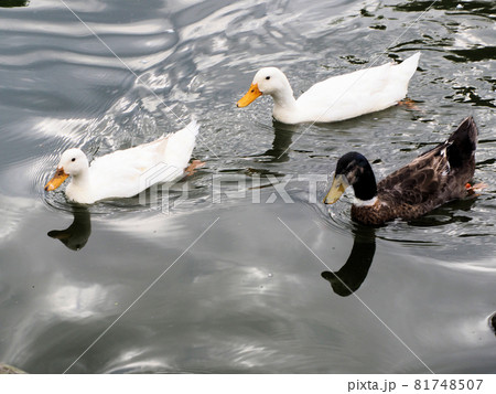 錦・くらんど公園の錦池をスイスイ泳ぐカモの仲良し5人（羽）組　熊本県球磨郡錦町一武 81748507