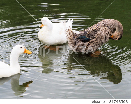 錦・くらんど公園の錦池をスイスイ泳ぐカモの仲良し5人（羽）組　熊本県球磨郡錦町一武 81748508