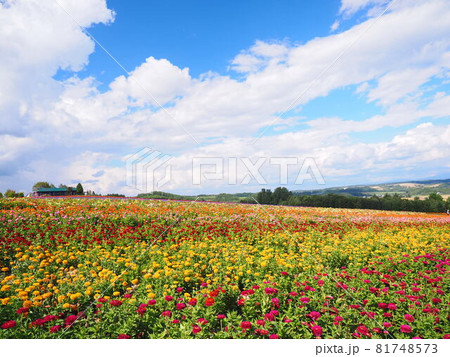 北海道の絶景 フラワーランドかみふらの 北海道の絶景 フラワーランドかみふらの 81748573