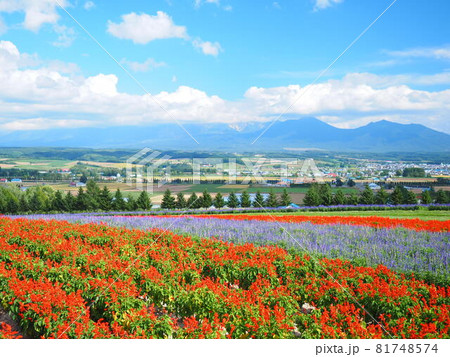 北海道の絶景 フラワーランドかみふらの 81748574