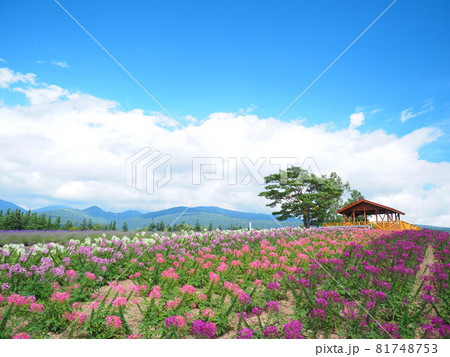 北海道の絶景 富良野麓郷展望台 クレオメ畑と赤い屋根の小屋 北海道の絶景 富良野麓郷展望台 クレオメ畑と赤い屋根の小屋 81748753