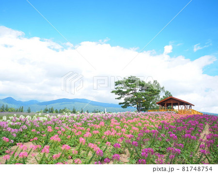 北海道の絶景 富良野麓郷展望台 クレオメ畑と赤い屋根の小屋 北海道の絶景 富良野麓郷展望台 クレオメ畑と赤い屋根の小屋 81748754