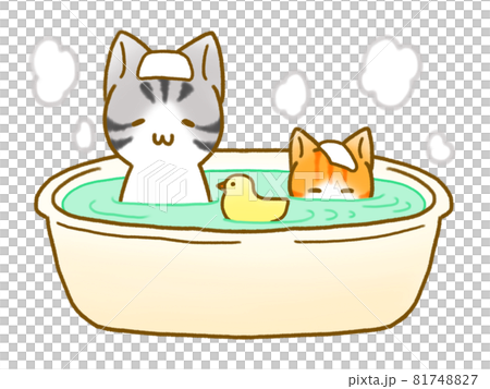 洗面器のお風呂で温まる猫 81748827