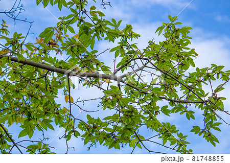メグスリノキ（目薬の木、目薬木、学名：Acer maximowiczianum）の枝と
