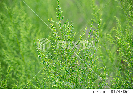 カワラヨモギ（河原蓬、学名:Artemisia capillaris） 生薬名：インチンコウ 81748866