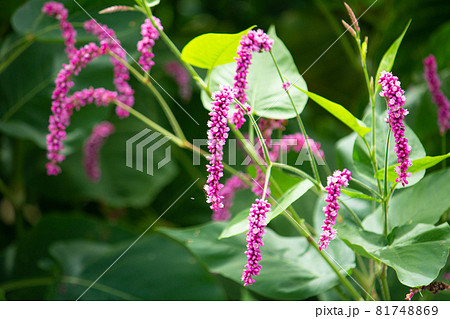 オオケタデ（大毛蓼、学名：Polygonum orientale）、秋、日本の東京 81748869