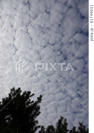 秋の澄み切った空に突如ウロコ雲が出現しました。秋らしい空だなぁと感じました。 81749031