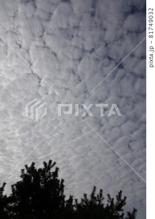 秋の澄み切った空に突如ウロコ雲が出現しました。秋らしい空だなぁと感じました。 81749032