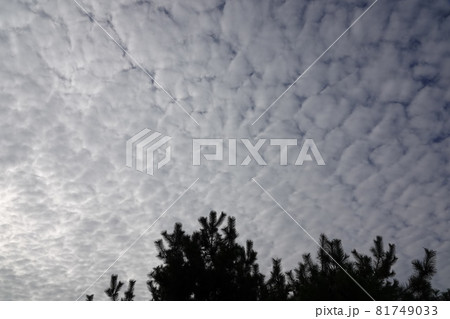 秋の澄み切った空に突如ウロコ雲が出現しました。秋らしい空だなぁと感じました。 81749033