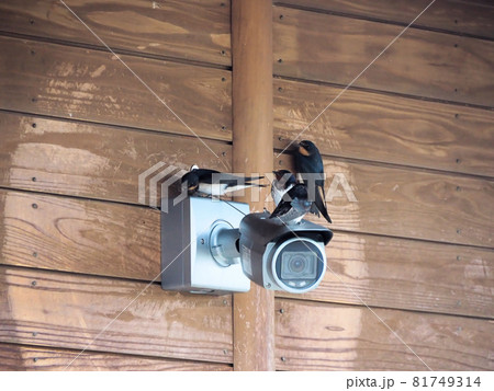 道の駅錦の防犯カメラに集う4羽のツバメ　熊本県球磨郡錦町一武 81749314