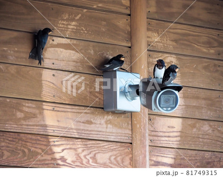 道の駅錦の防犯カメラに集う4羽のツバメ　熊本県球磨郡錦町一武 81749315
