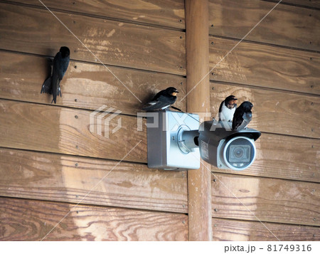 道の駅錦の防犯カメラに集う4羽のツバメ　熊本県球磨郡錦町一武 81749316