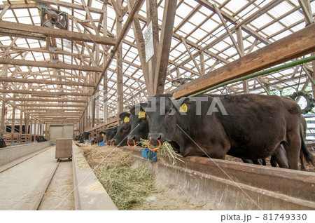 餌を食べる牛 81749330