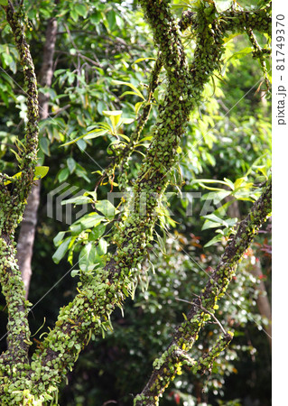 Green leaves of various plants, Singapore Green leaves of various plants, Singapore 81749370