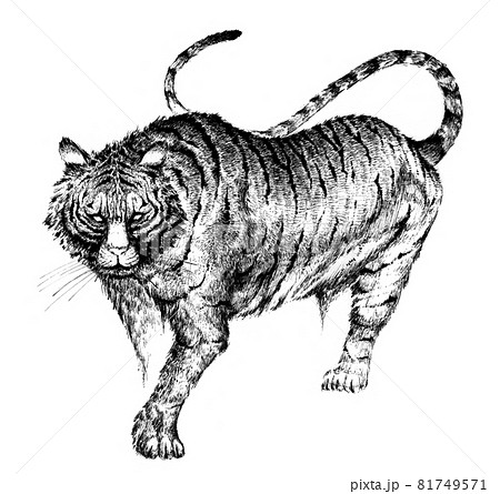 虎 ペン画 イラストのイラスト素材 [81749571] - PIXTA