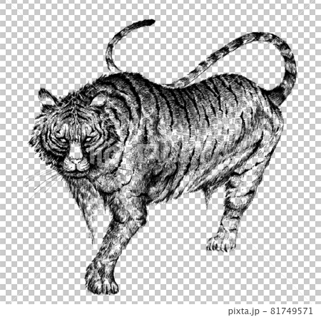 Tiger pen drawing illustration 81749571